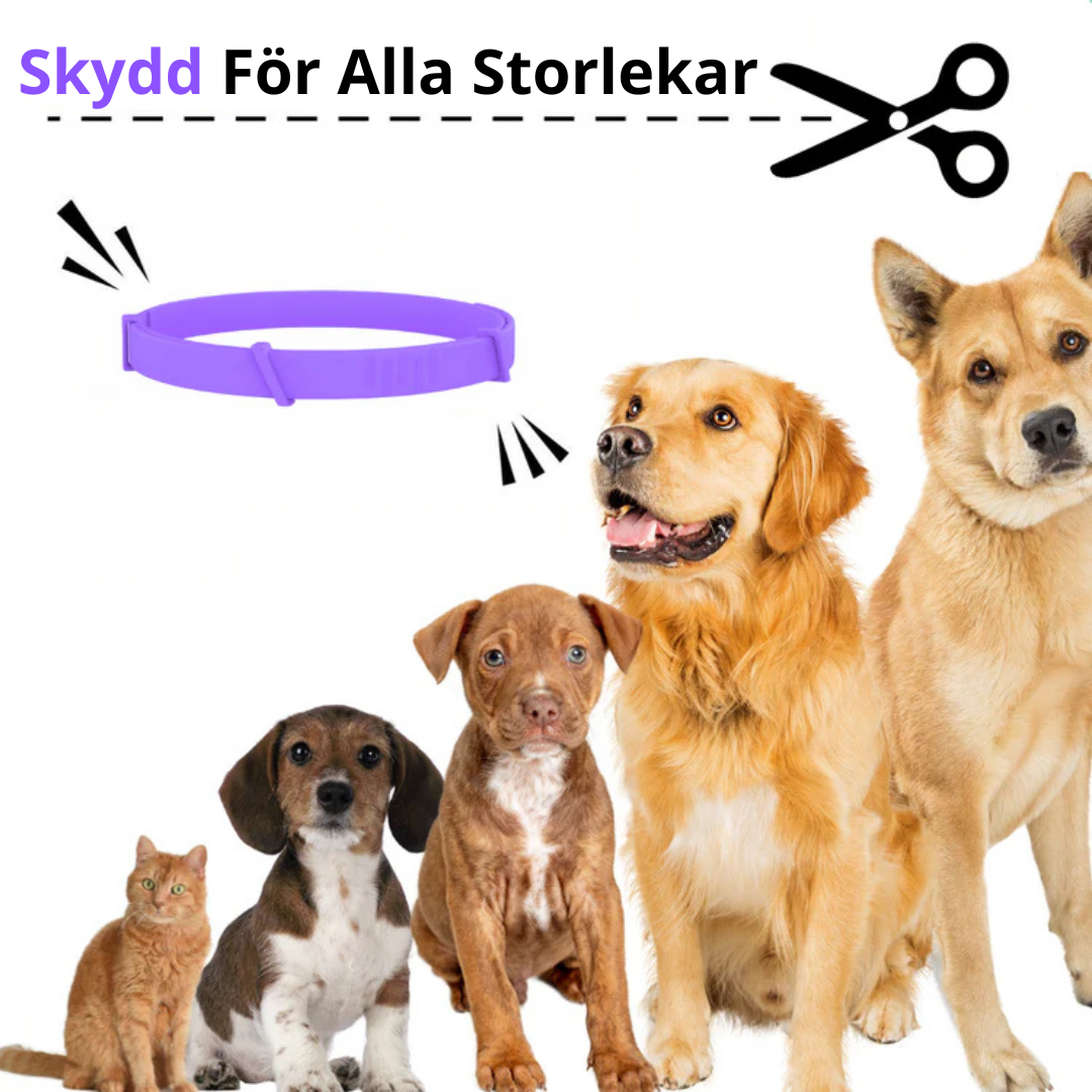 Fästinghalsband – Naturligt skydd mot fästingar och ohyra